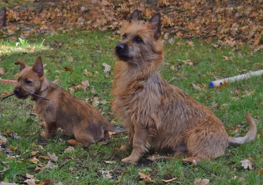 belyndi australian terriers puppies for sale surrey