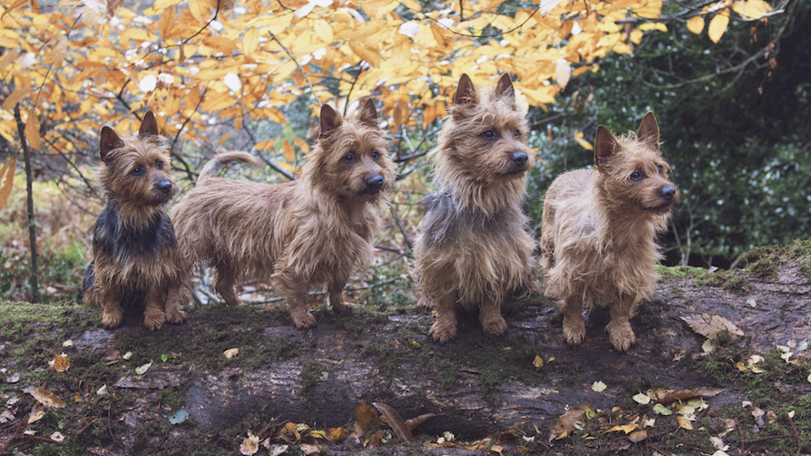 belyndi australian terriers puppies for sale surrey